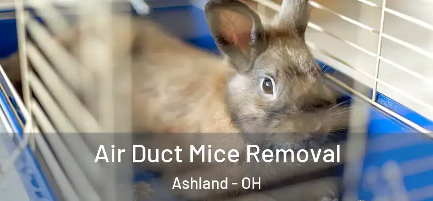  Air Duct Mice Removal Ashland - OH
